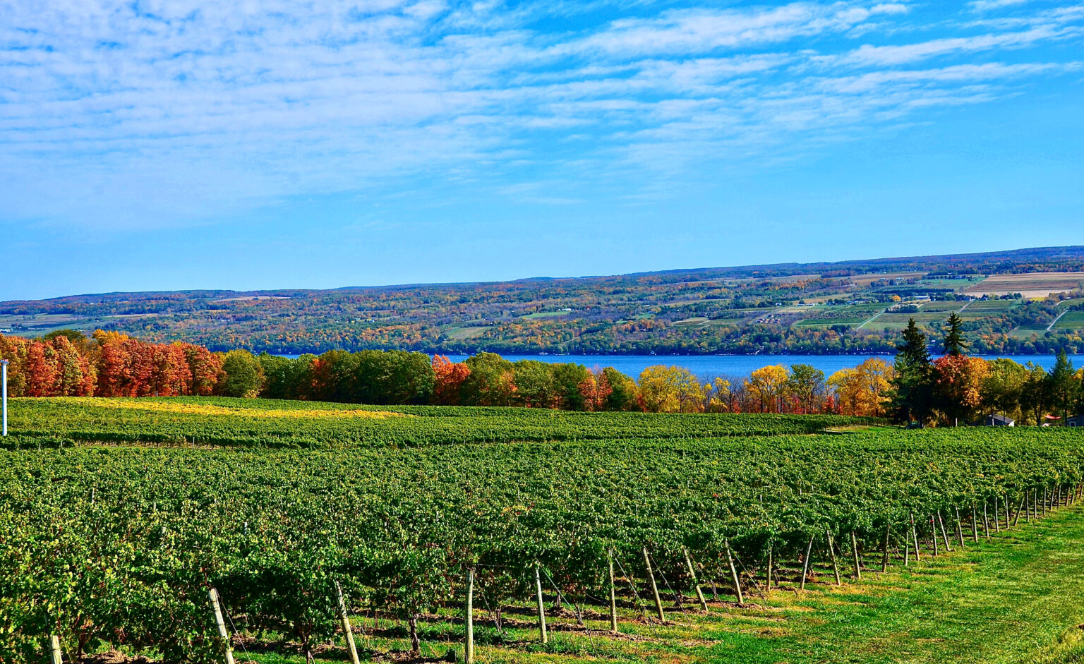 Landscape,With,Grape,Vineyard,,Hills,And,Seneca,Lake,,In,The